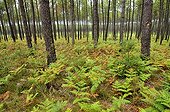 Landes forest
