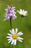 Spotted Orchis and Oxeyedaisy flowers Lorraine France