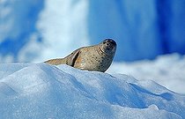 Seal resting on an ice floe, Prince William Sound, Alaska, USA