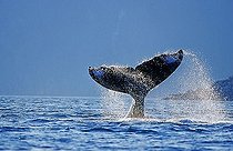 Humpback whale (Megaptera novaeangliae) hitting the water surface with its fluke, Alaska