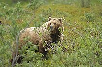 Brown Bear (Ursus arctos), Denali National Park, Alaska, USA