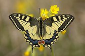 Old World Swallowtail Butterfly (Papilio machaon) resting on Cowslip (Primula veris), wings spread, Eichkogel near Moedling, Lower Austria, Austria, Europe