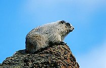 Grey Marmot (Marmota aligata) lurking, portrait, Denali N ; Grey Marmot (Marmota aligata) lurking, portrait, Denali N.P., Alaska