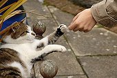 Cat giving the paw
