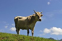 Cow, canton of Appenzell, Switzerland, Europe