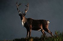 Reindeer, Caribou (Rangifer tarandus), Denali National Park, Alaska