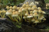 Sulphur Tuft in automne