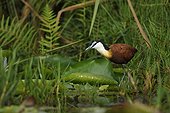 African Jacana on lily pads Uganda 