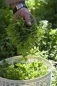 Harvesting chickweed salad to complement France ; Designer: Pierre-Alexandre RISSER 