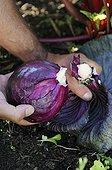Harvest of red cabbage in a vegetable garden France ; Designer: Pierre-Alexandre RISSER