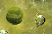 Formation of Agile Frog tadpole Prairie Fouzon France