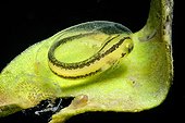 Post-larva of crested newt in a pond prairie Fouzon France  ; before the release of the egg 