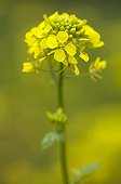 White mustard flowers in a garden France 