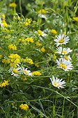 Oxeyeaisy and Bird's-foot-Trefoil flowers in a garden France