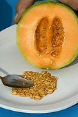 Harvest of cantalope seeds 