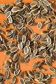 Harvest of dill seeds 