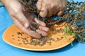 Harvest of chard seeds 