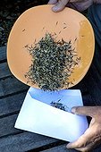 Harvest of marigold seeds 