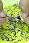 Harvest of marigold seeds 