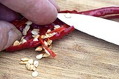 Harvest of hot pepper seeds 