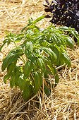 Basil 'Grand vert' with straw mulching in a kitchen garden