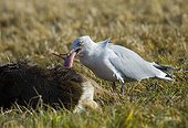 Herring Gull removing and eating embryo from dead Roe Deer 