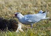 Herring Gull removing and eating embryo from dead Roe Deer 