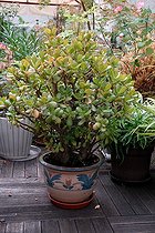 Crassula en pot sur une terrasse de jardin
