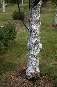 Lime on a pear tree trunk in a garden