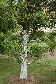 Lime on a pear tree trunk in a garden