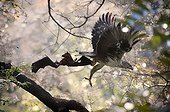 Bonelli's eagle capturing a Moluccan Masked Flying Fox