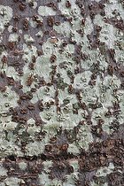 Detail of bar Artocarpus La Reunion island