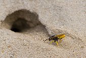 Bee Wolf digging a nest hole in the sand Denmark