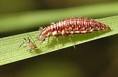 Lacewing larva eating an aphid on a leaf France 