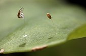 Lacewing larva hatching, France