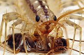 House centipede predation France 