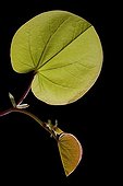 Young leaves of Judas tree on black background
