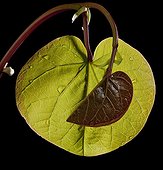 Young leaves of Judas tree on black background