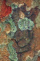 Closeup of the bark of Jackfruit La Reunion island