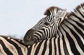 Plain zebras touching Etosha NP Namibia