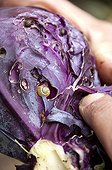 Red cabbage eated by a snail in a kitchen garden ; Designer: Pierre-Alexandre RISSER<br>