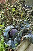 Red cabbage eated by gasteropods in a kitchen garden ; Designer: Pierre-Alexandre RISSER<br>