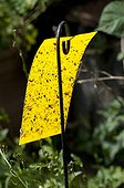 Insect trap over a kitchen garden ; Designer: Pierre-Alexandre RISSER<br>