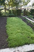 Notchleaf in a kitchen garden