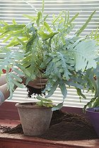 Repoting of a blue rabbit foot fern