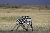 Grant's zebra in the savannah Masai Mara Kenya