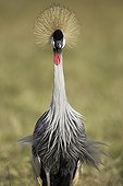 East African Crowned Crane in savannah Masai Mara Kenya