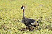 East African Crowned Crane and chicks in a marsh Masai Mara