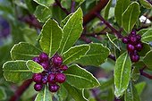 Buckthorn fruits Provence France