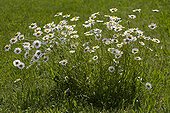 Oxeyeaisy flowers Provence France 